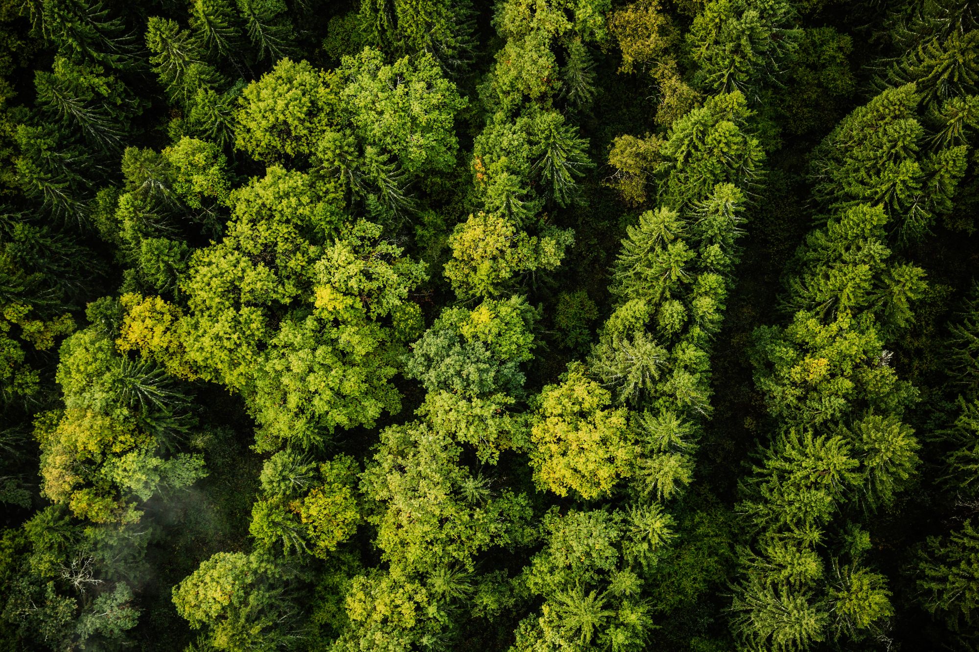 Aerial view of a dense forest canopy